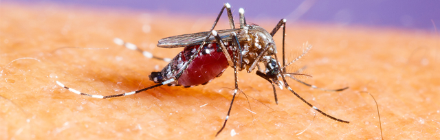 Prevenzione e controllo delle malattie trasmesse da insetti vettori (zanzara tigre e zanzara comune)